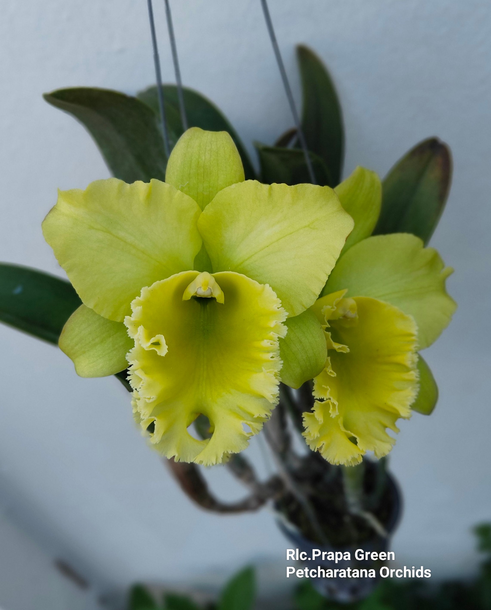 Rlc. Ports of Paradise 'Green Ching Hua'.