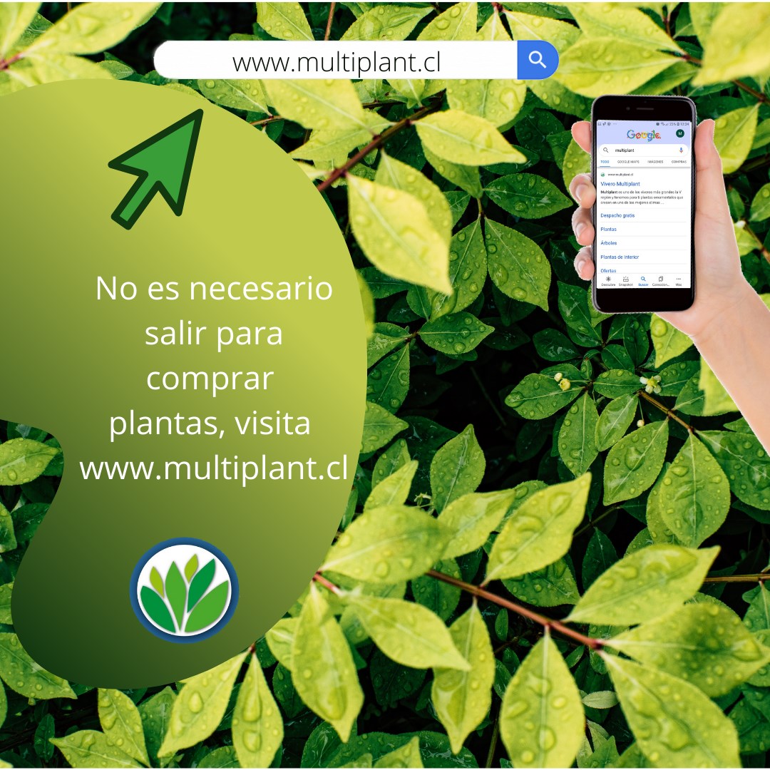 #QuedateEnCasa #Vivero Online... - Vivero Multiplant