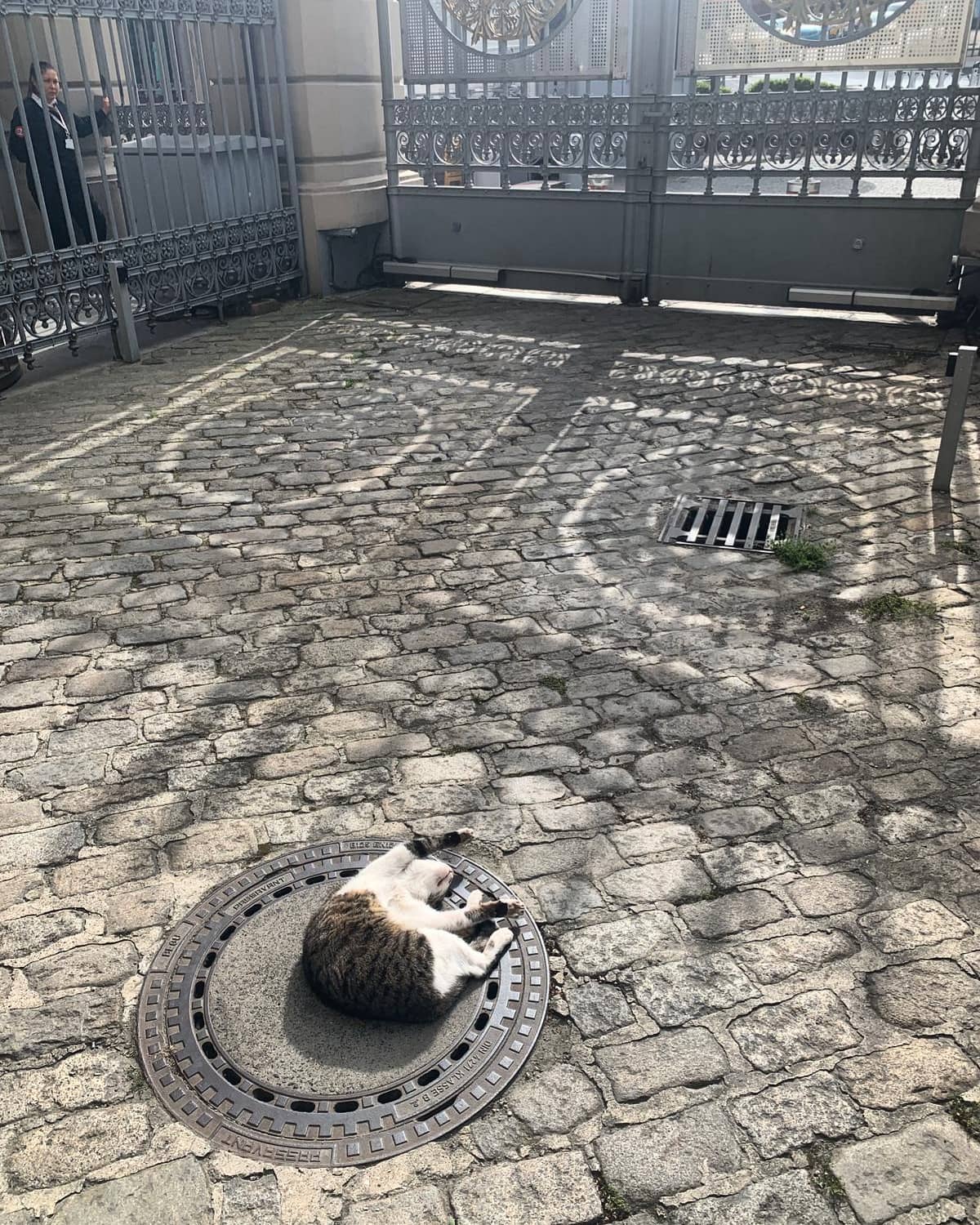 Consular Cat'i bir süredir göremedik 🥺, ancak bu hafta Başkonsoloslukta ...
