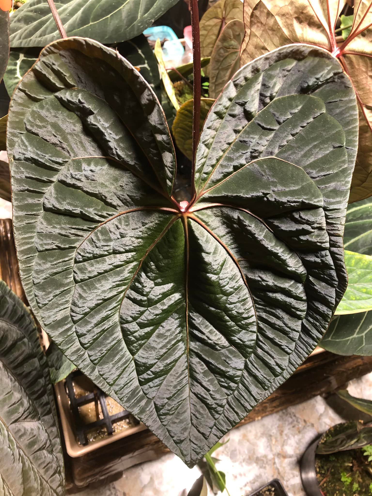 Anthurium papillilaminum”Ralph lynam” x “Fort sherman” clone JV