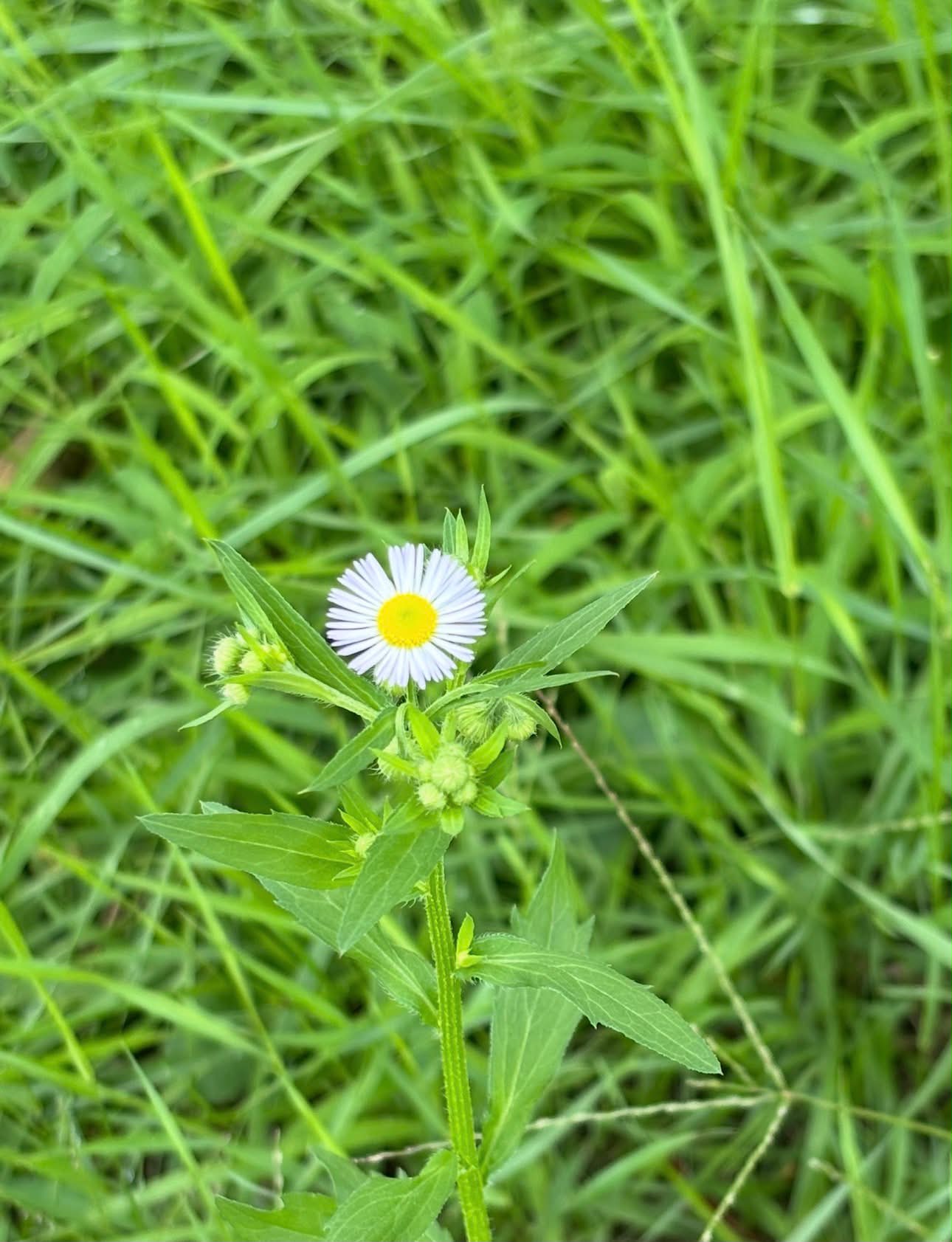 ワレモコウ（吾亦紅、学名：Sanguisorba officinalis）六甲高山植物園 