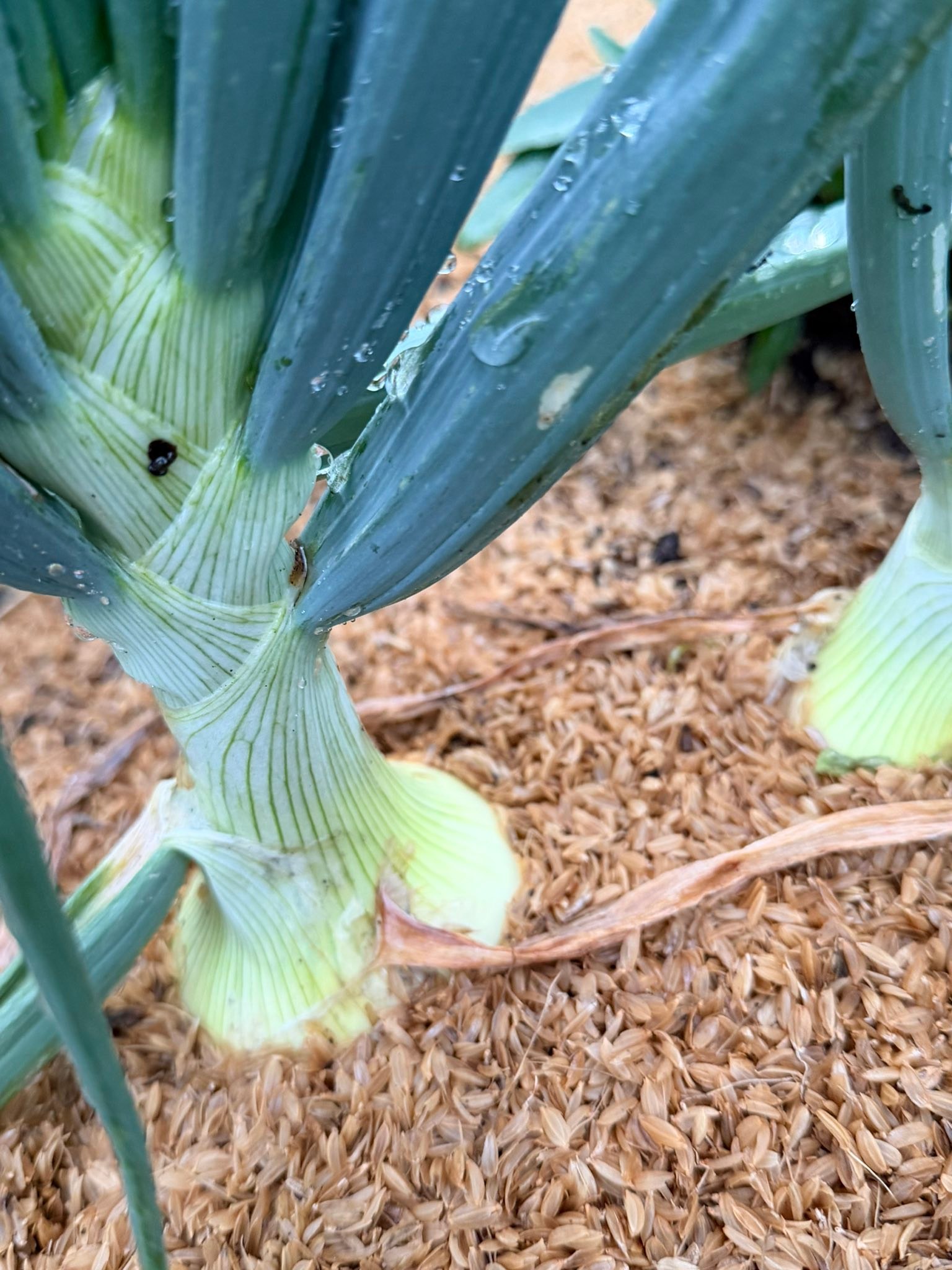 3月中旬に植えた玉ねぎがマルチの代わり籾殻を使用しました どれも 