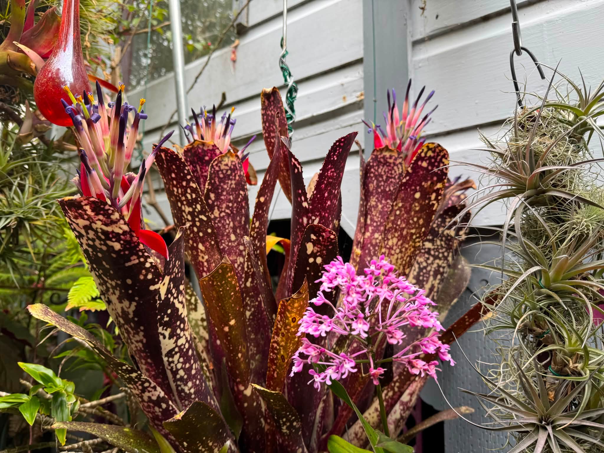 Billbergia 'El Zorro' (Don Beadle hybd Rgd).