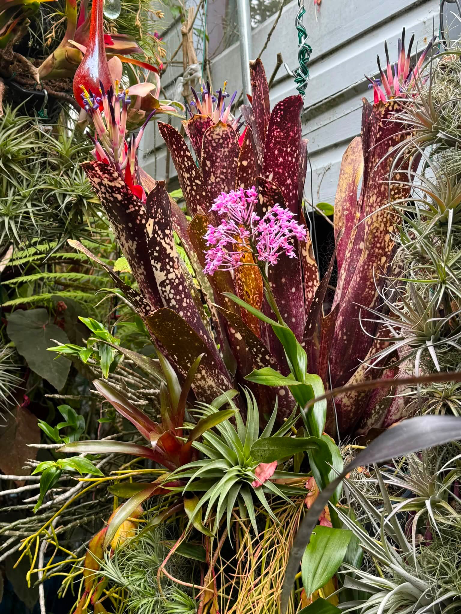 Billbergia >> Kolan Pink Queen #SongkhlaBromeliadFarm