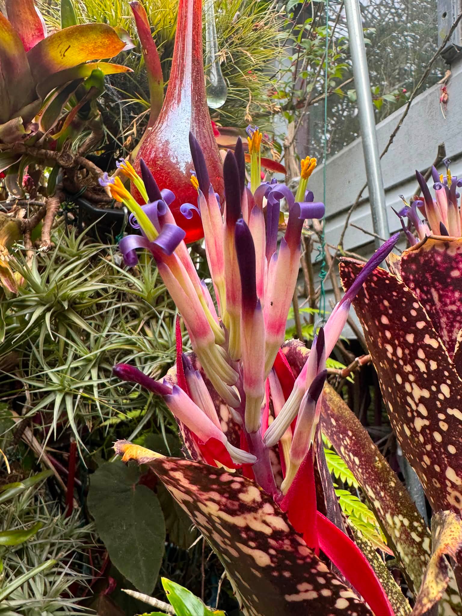 Billbergia >> Kolan Pink Queen #SongkhlaBromeliadFarm