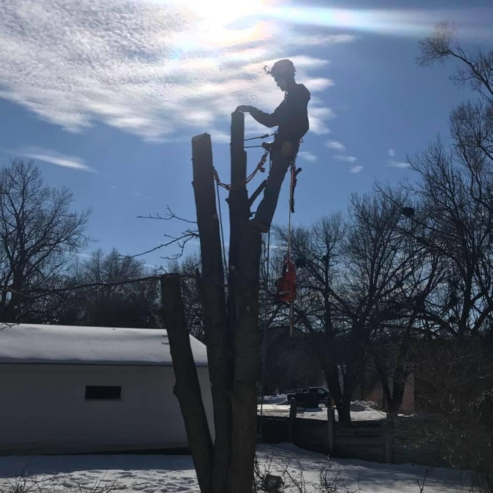 Now is the best time to trim... - Leaning Trees Tree Service | Facebook