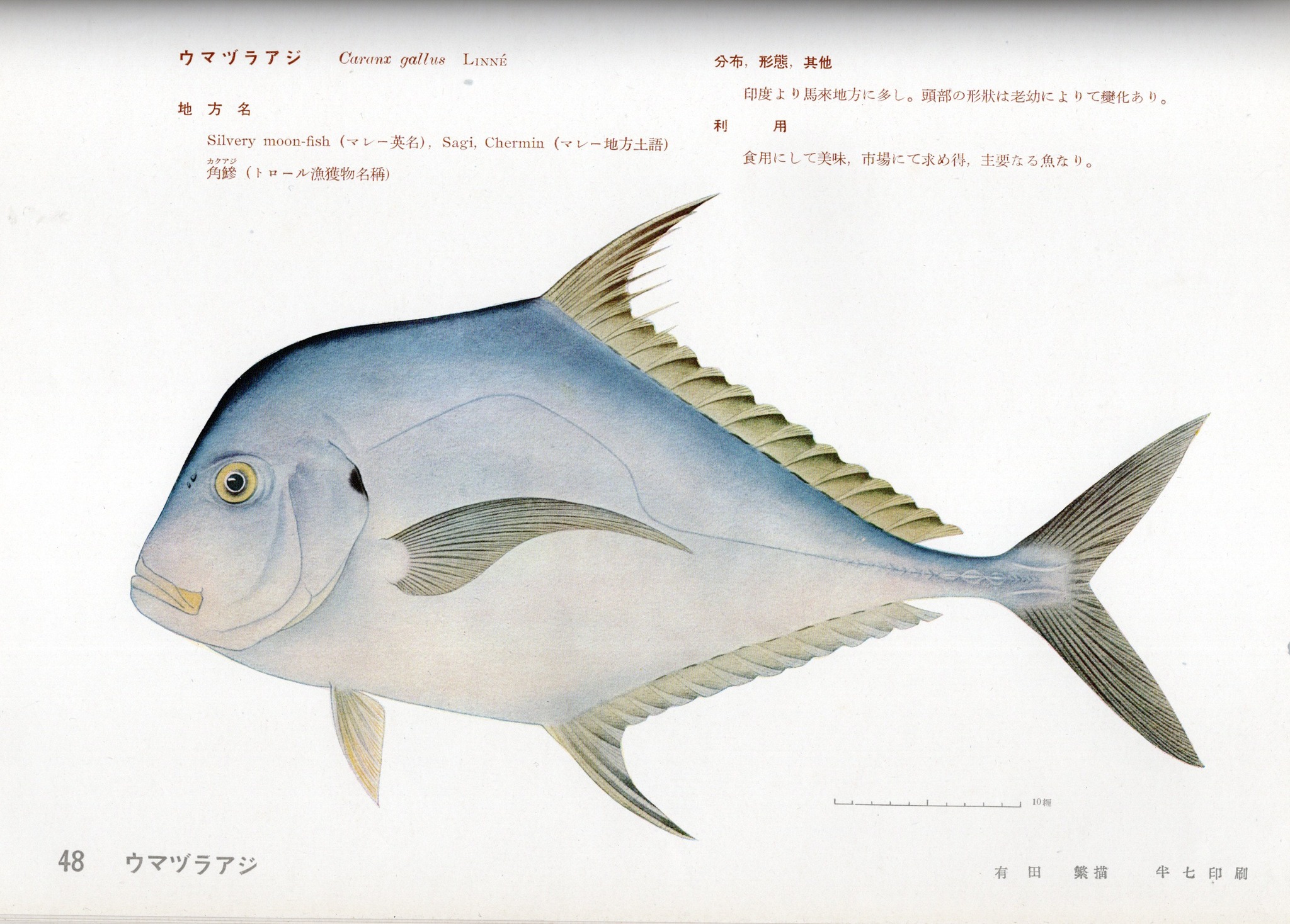 英人 - 『南洋食用水族圖説』よりウマヅラアジのページ | Facebook