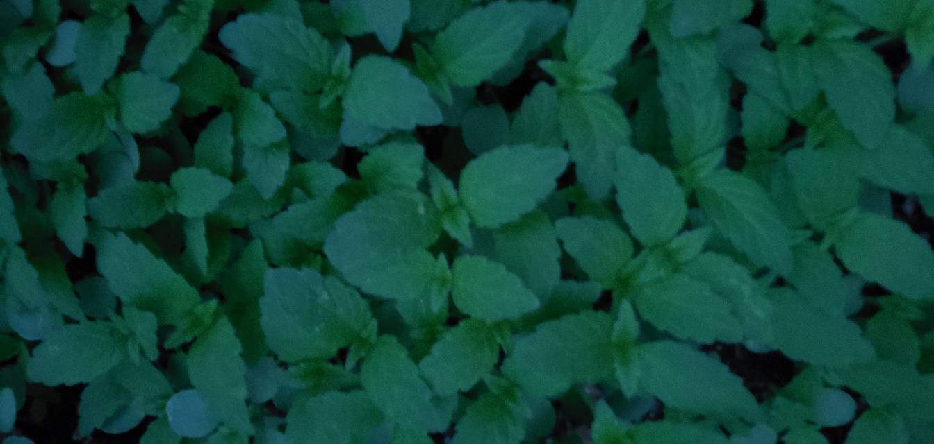 What are these fuzzy plants in my garden?