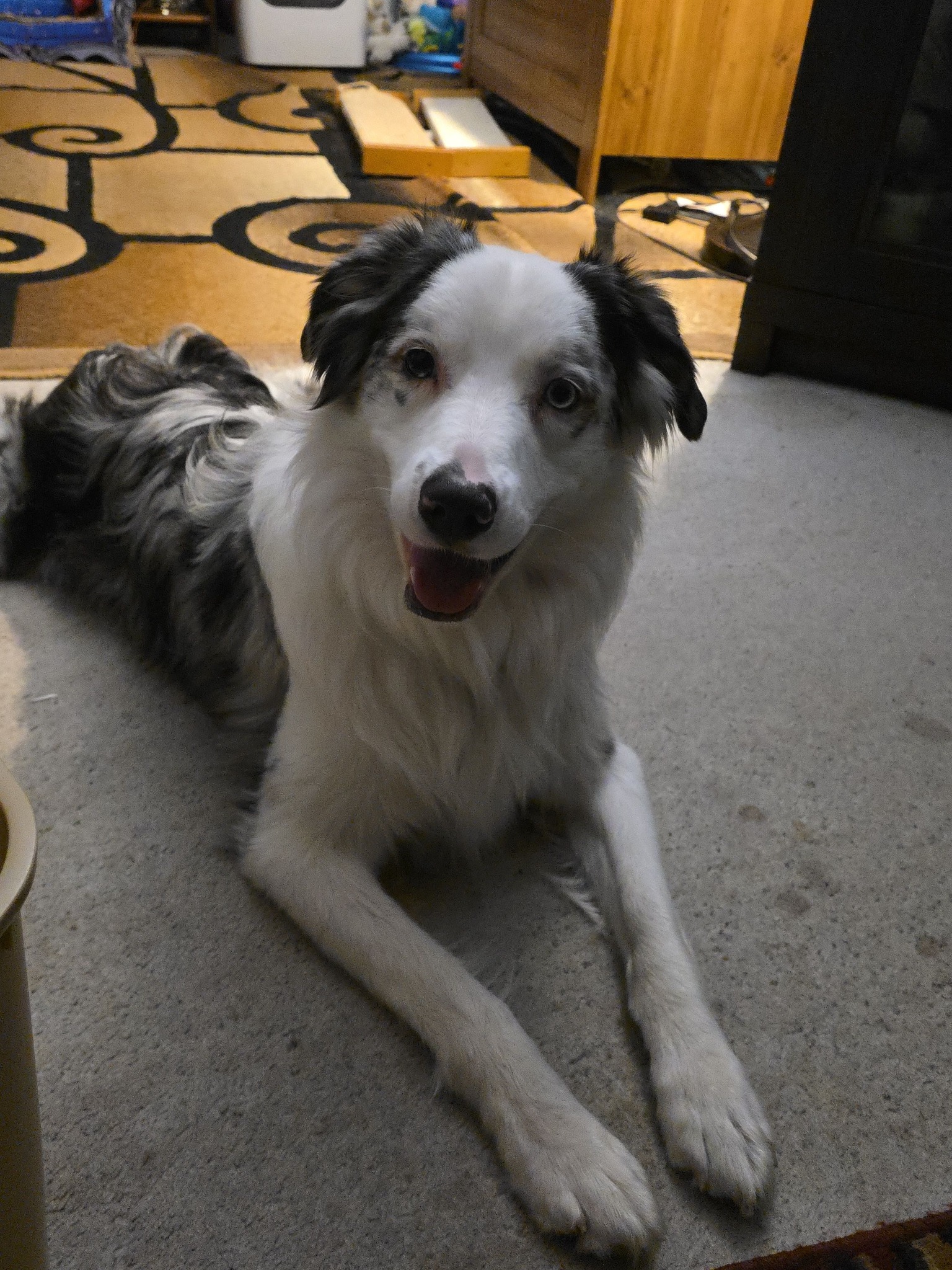New to Olympia, seeking hiking buddies for adventures with pup Ava