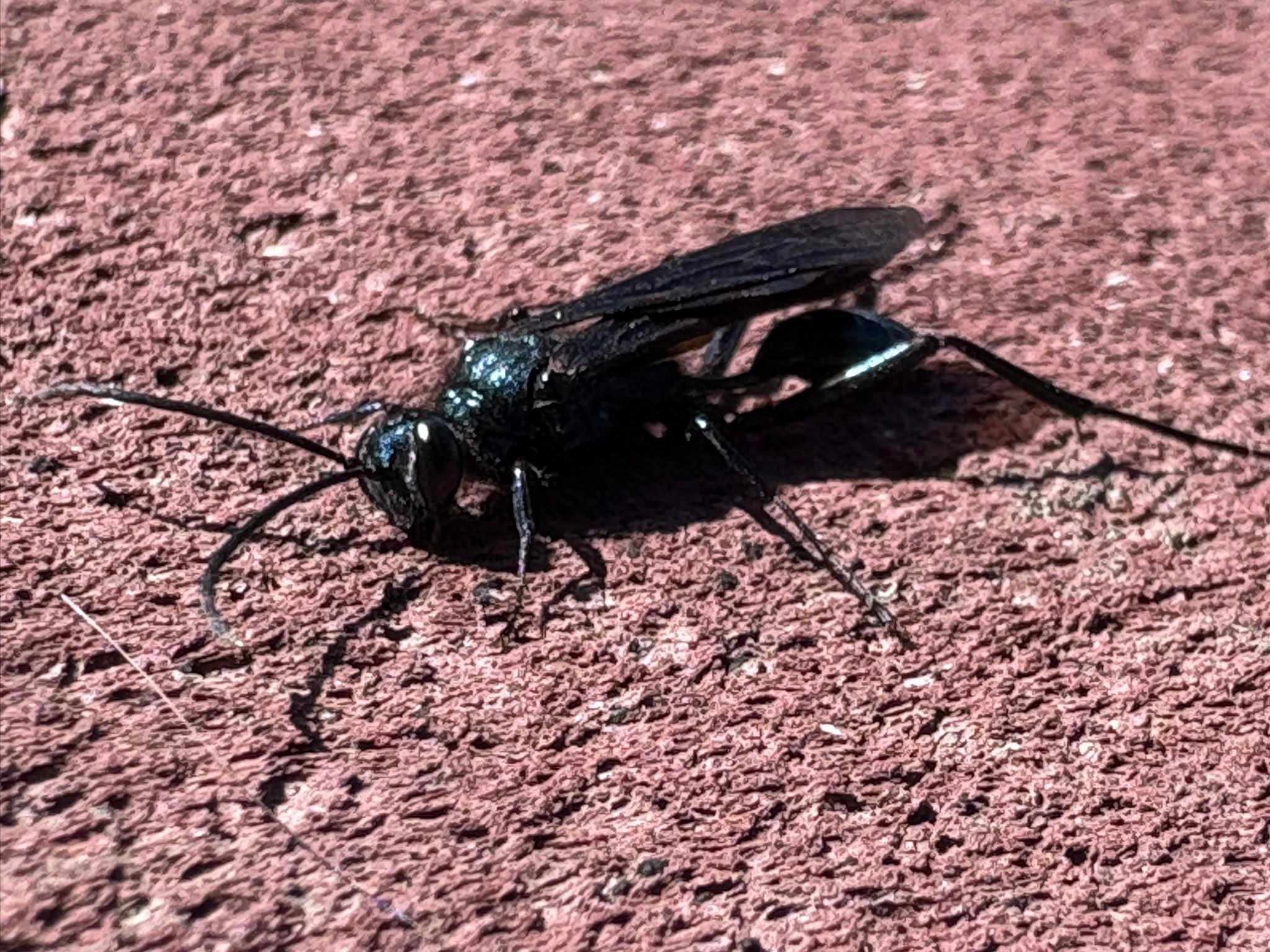 Winged Insect Identification 70 Flying Insects Names With Their