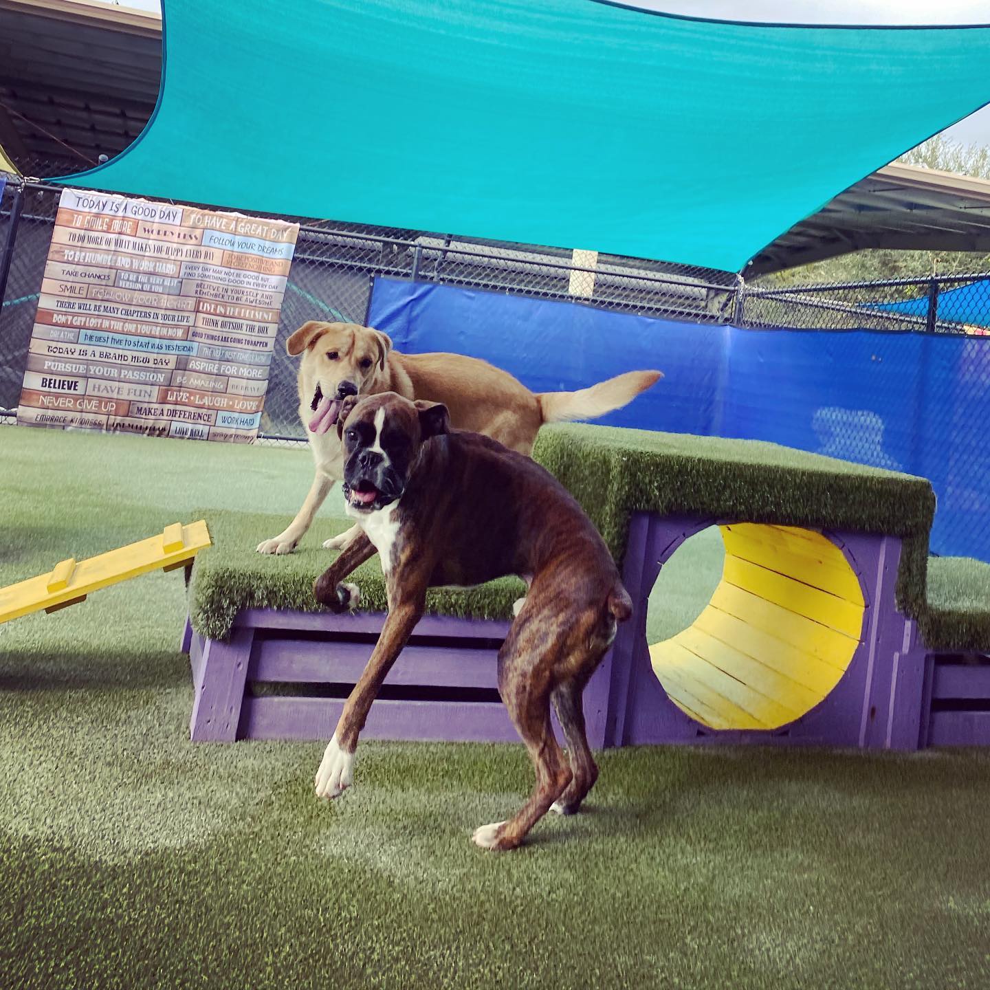One more Happy Howloween from... - Beaches Jet Set Pets | Facebook
