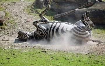 Mikozi - Goodnight 🦓🦓🦓 | Facebook