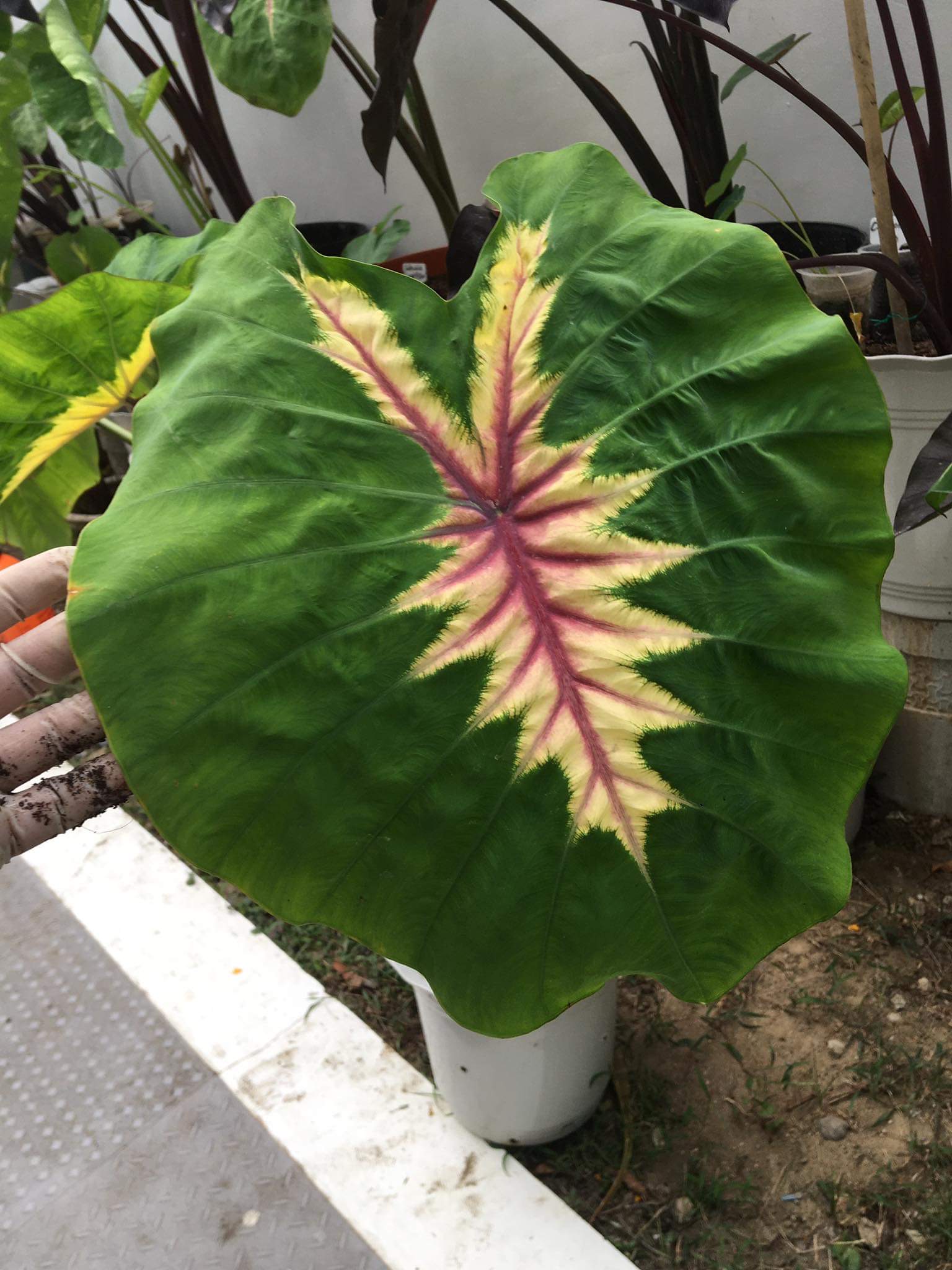 Colocasia​ Forest​ Sunrays So​ Beautiful​ 🇹🇭