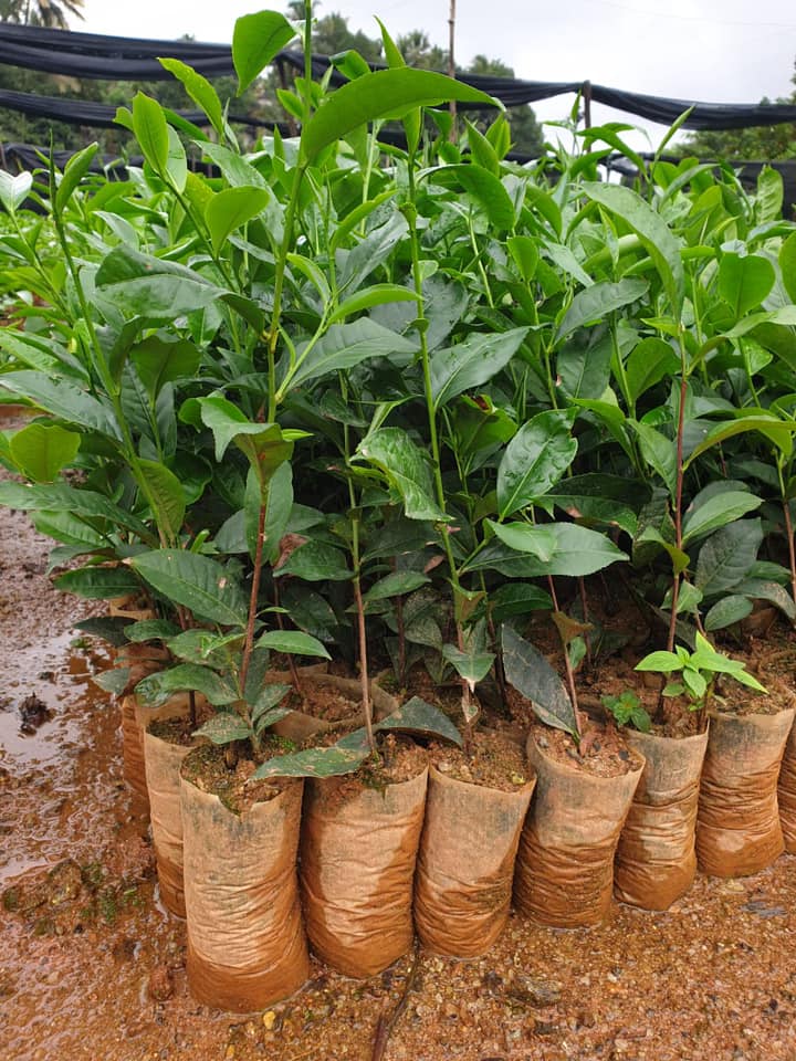 මතක තේ පැළ තවාන - Mathaka Tea Plants | Gampola