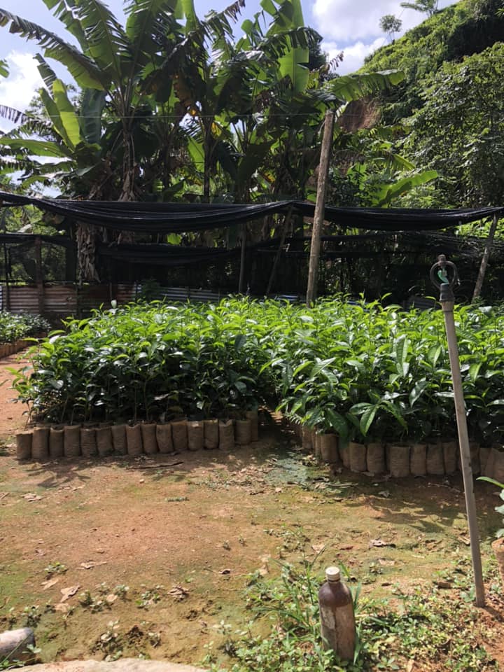 මතක තේ පැළ තවාන - Mathaka Tea Plants | Gampola