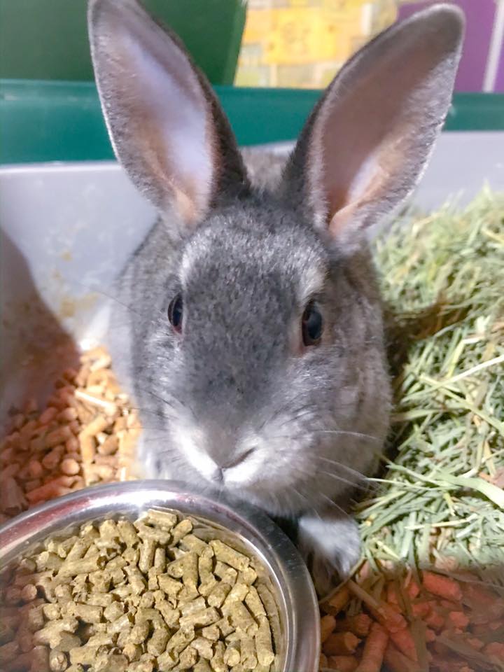 CottonTail Rabbit Rescue