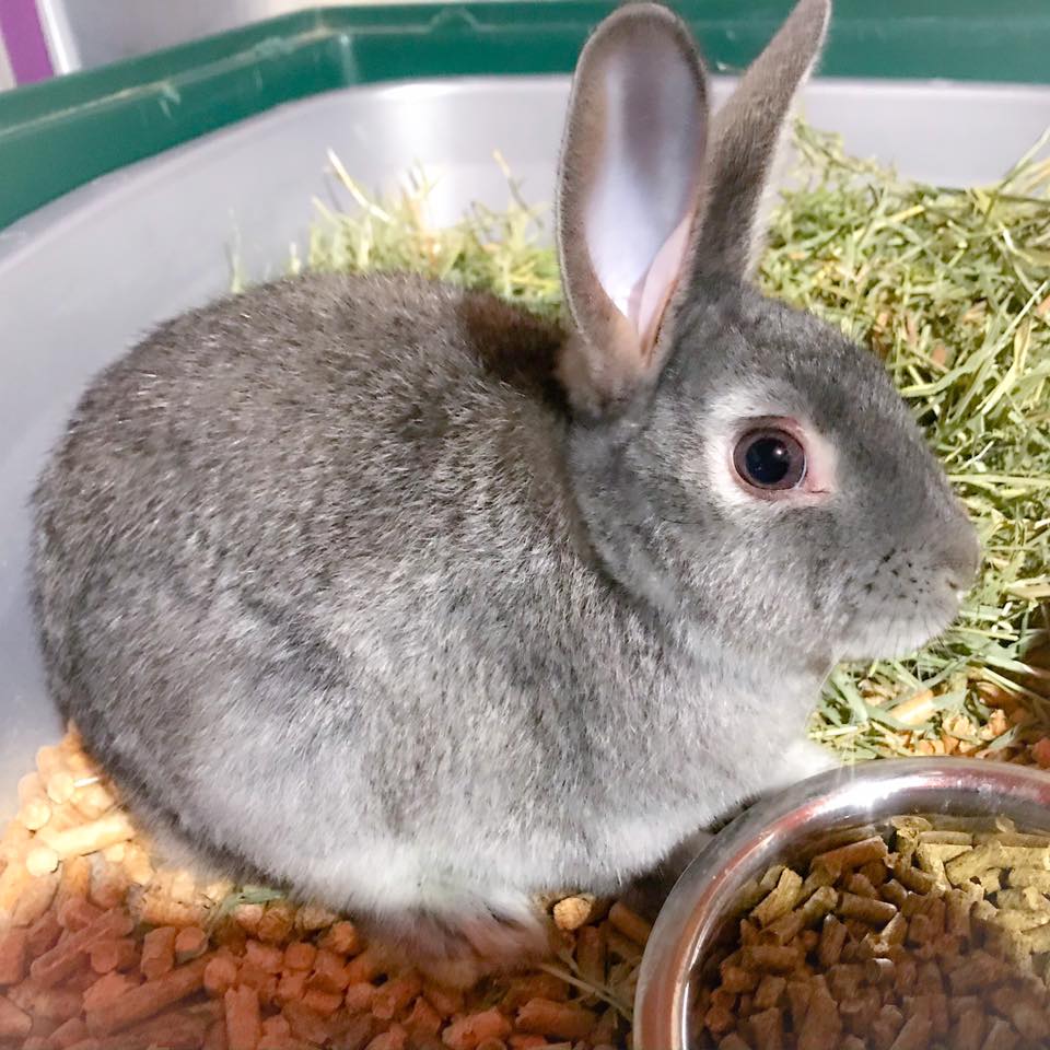 CottonTail Rabbit Rescue