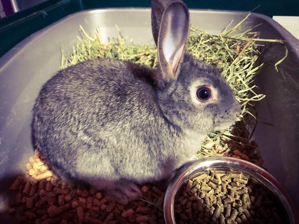 CottonTail Rabbit Rescue