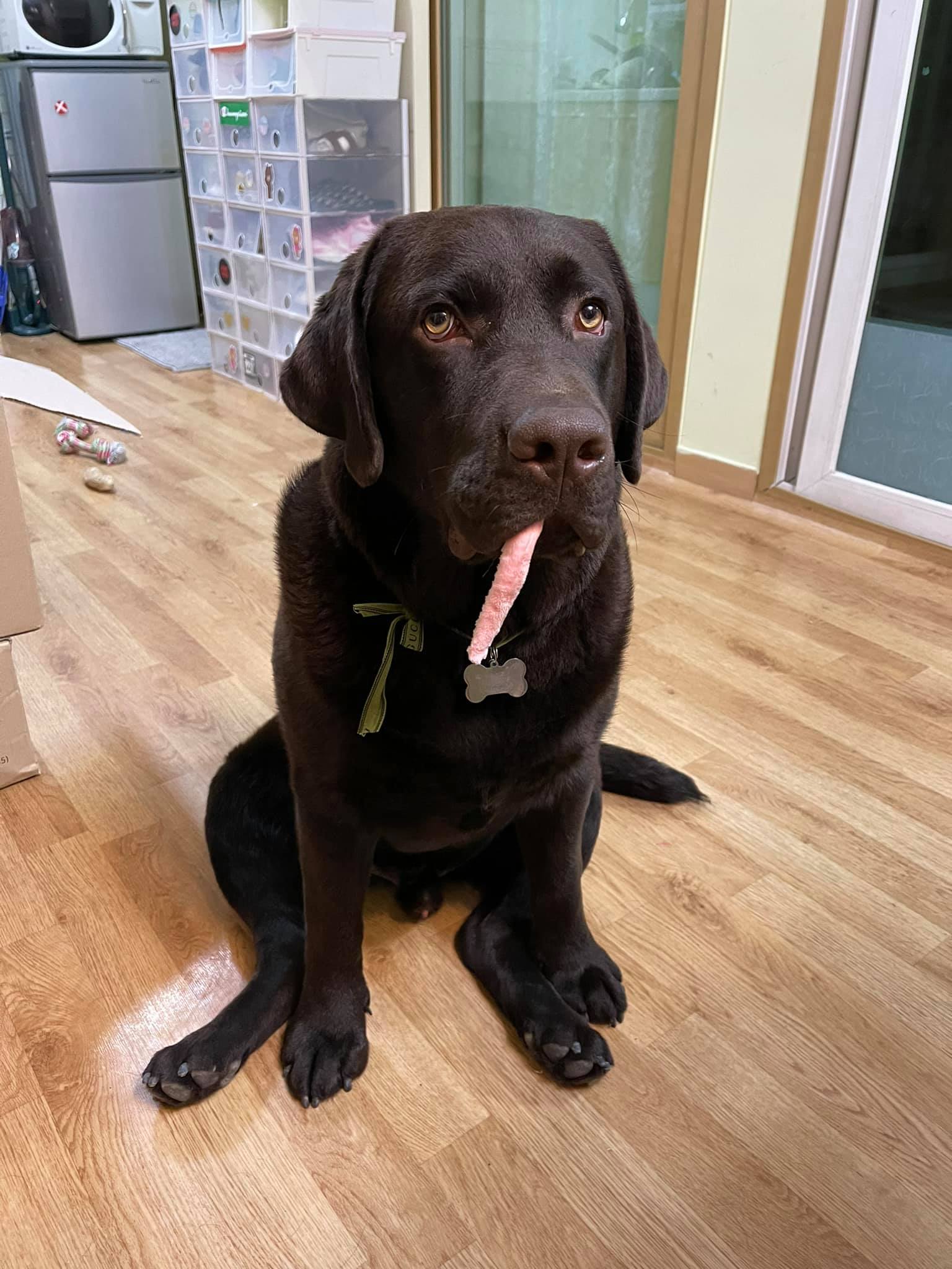 หางปลาหมึก 🐙 พี่เห็นยัง อืม... - Dobby Bambii labrador | Facebook