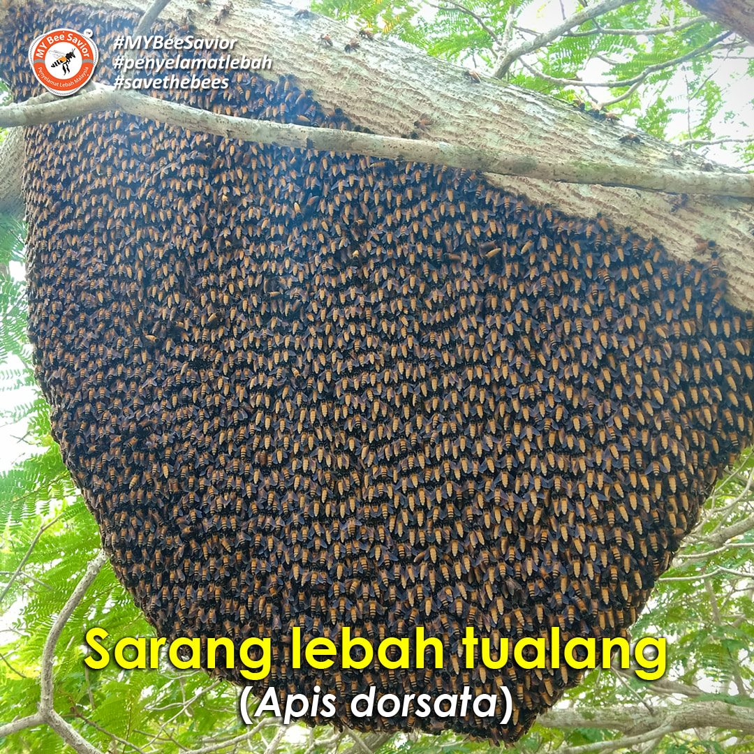 Ini Sarang My Bee Savior Penyelamat Lebah Malaysia Facebook