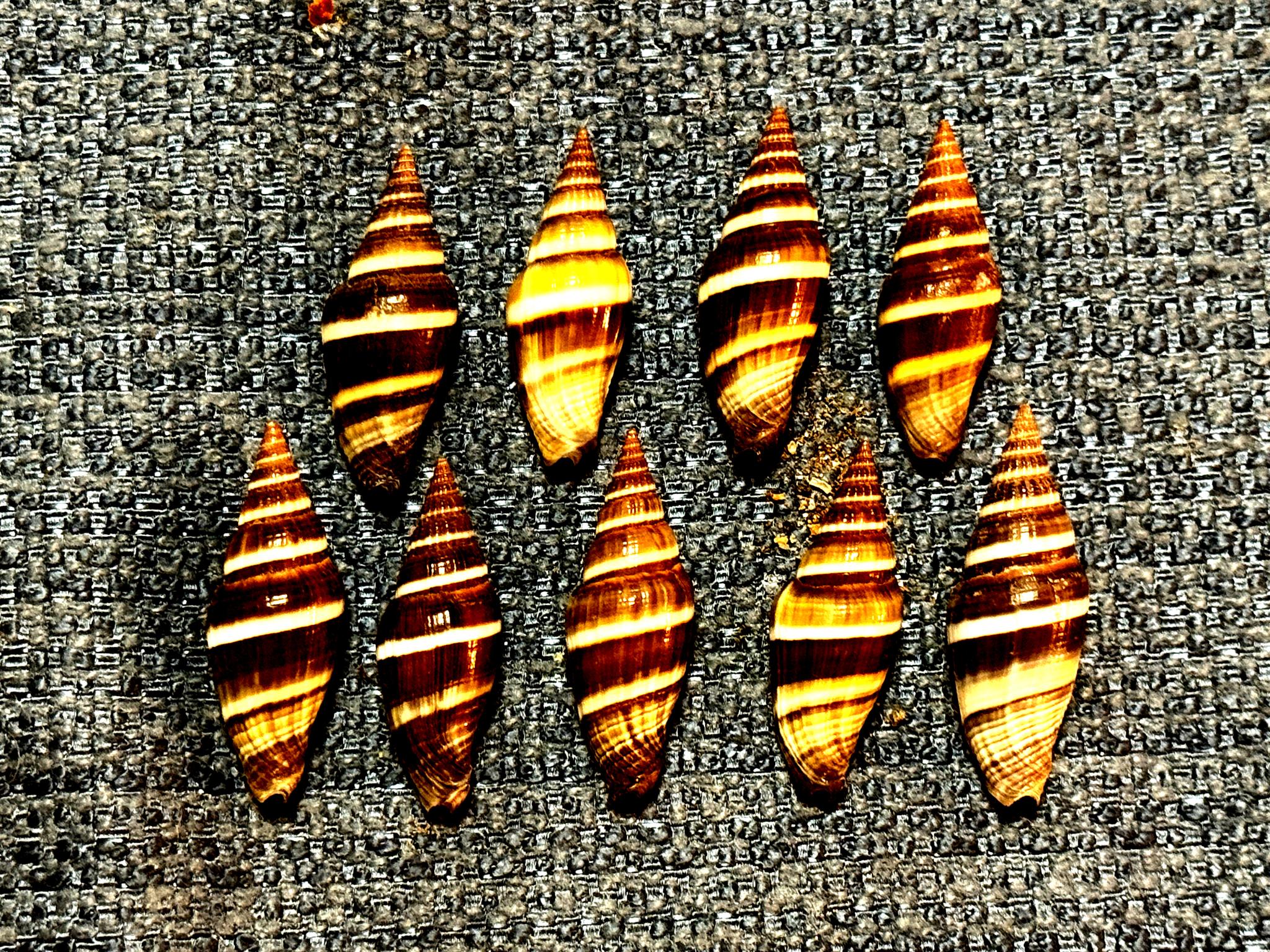 Melapium lineatum seashell from South Africa