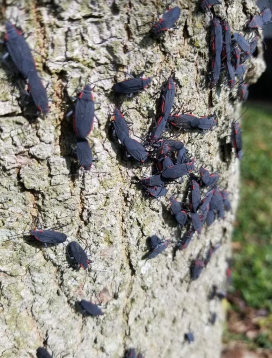 Goldenrain Tree Bug