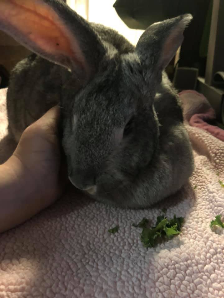 Millicent the Magnificent Slobovian Bunny
