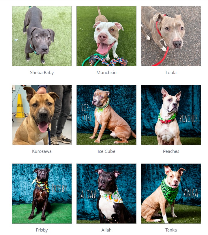 Dogs at risk of euthanasia at ACCT Philly shelter | Philadelphia, PA