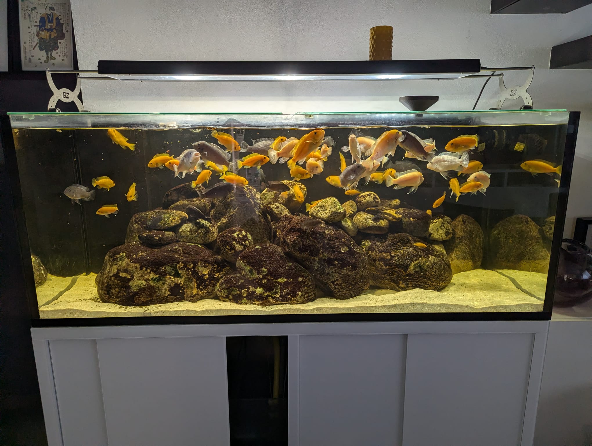ACQUARIO CHE PASSIONE | Post editato , se a qualcuno interessasse ...