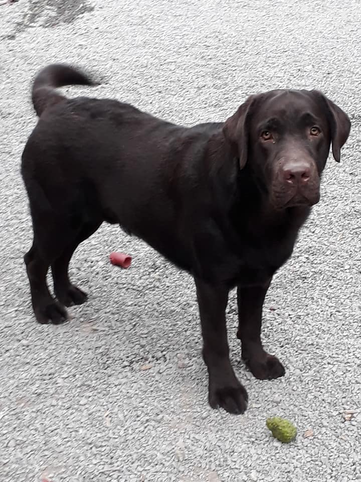 Dieses muss ich euch... - Labrador of Magic