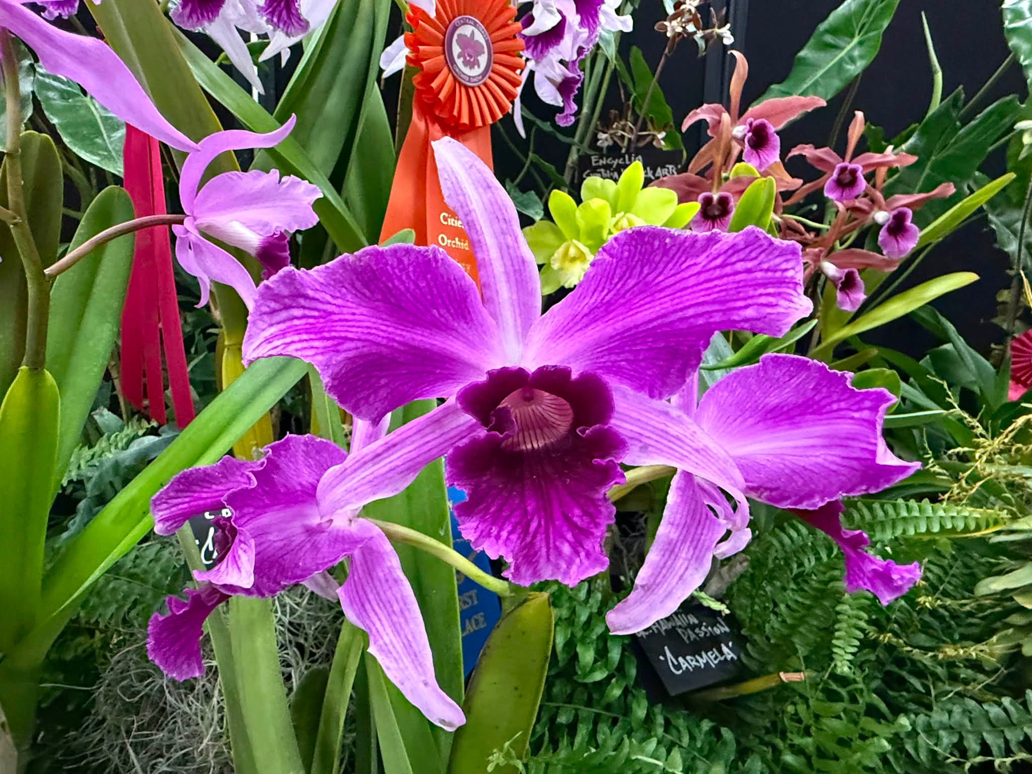 Orchid fest 2026 at Nipomo, CA High School