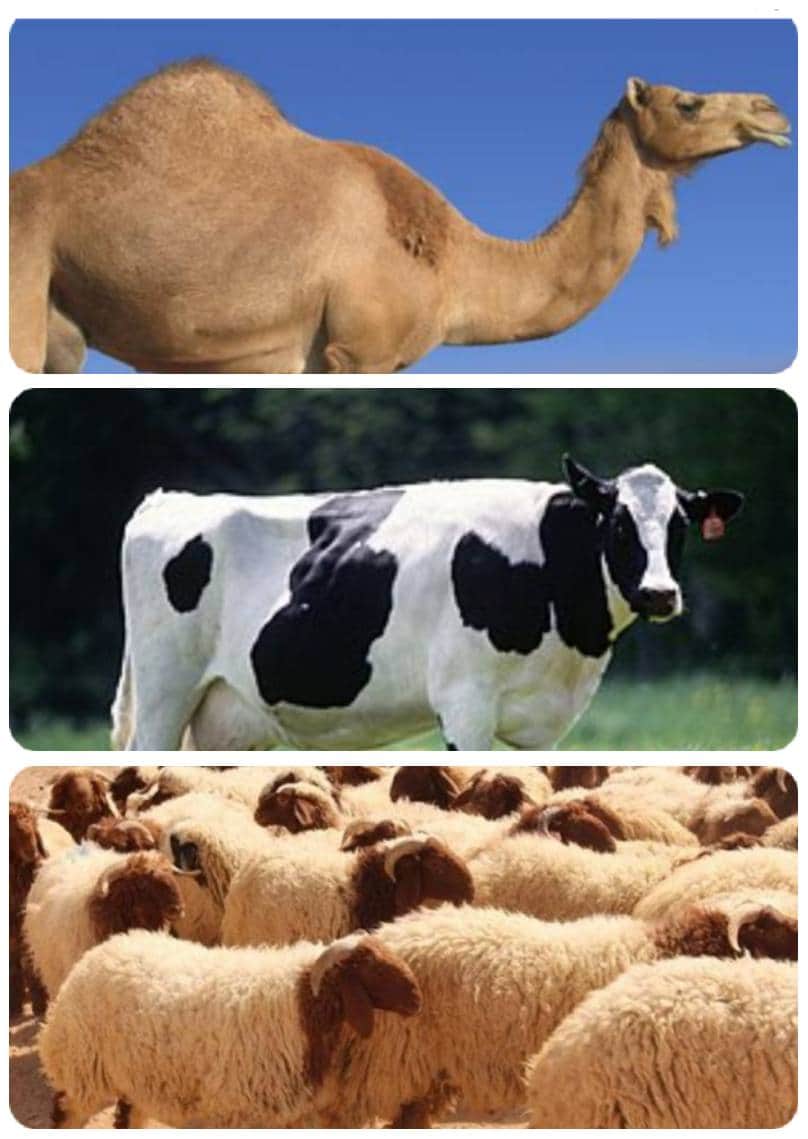 د خضر شحرور Dr Khdar Shahroor الأضاحي ٢٨ السؤال متى شرعت الأضحية على الأمة المحمدية الجواب شرعت التضحية في السنة الثانية من الهجرة النبوية وهي السنة التي شرعت فيها صلاة العيدين وزكاة المال