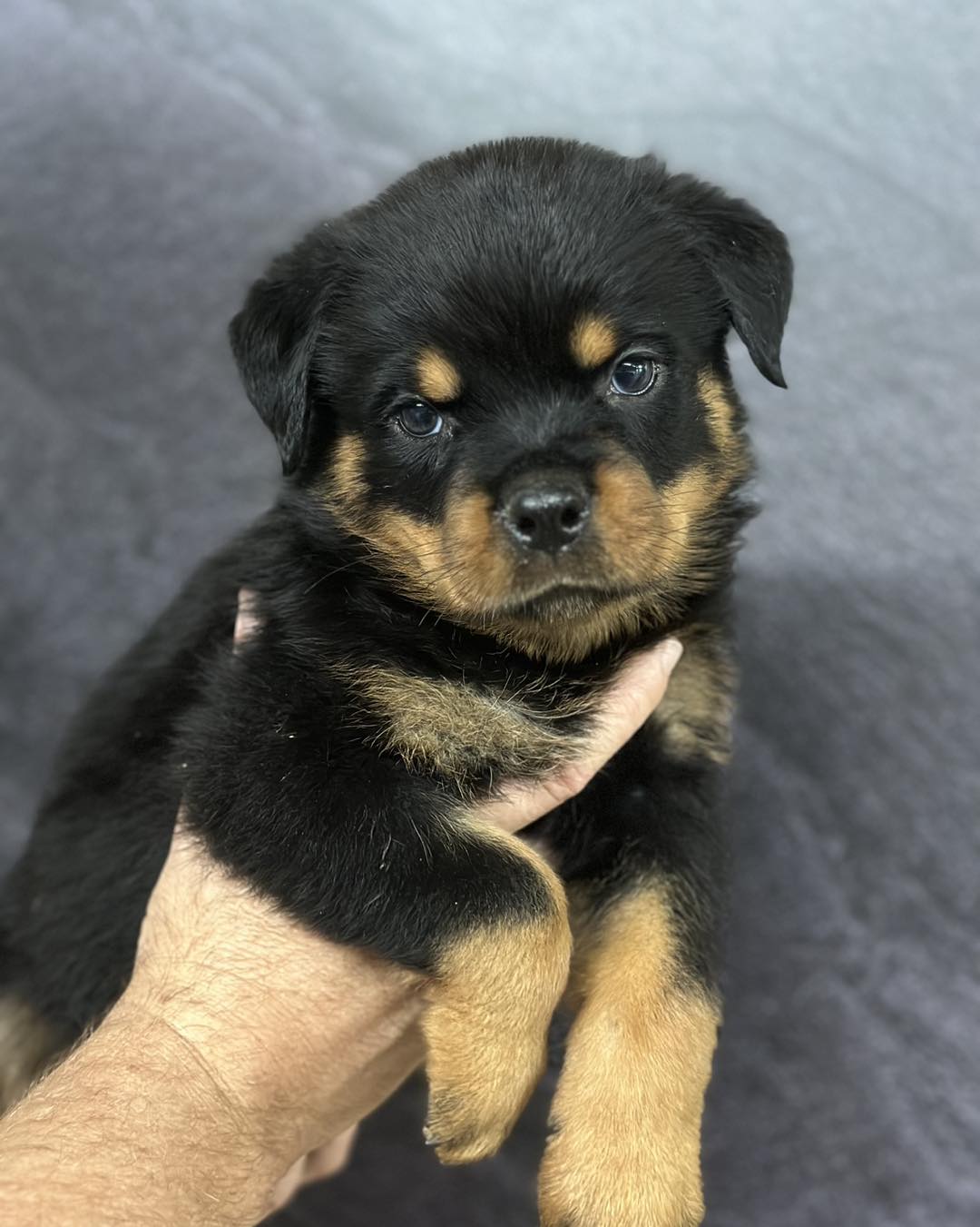 Images Of Rottweiler Puppies