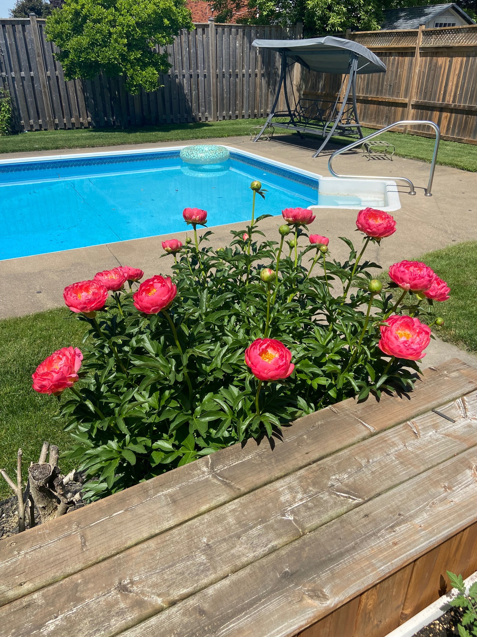 Peony flower's final color change to yellow