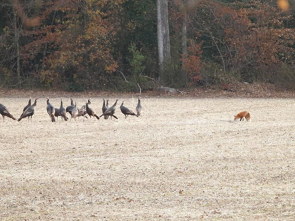 Fox Vs Turkeys Write Sherry Abbott The Naturalist S