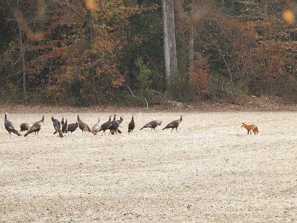 Fox Vs Turkeys Write Sherry Abbott The Naturalist S