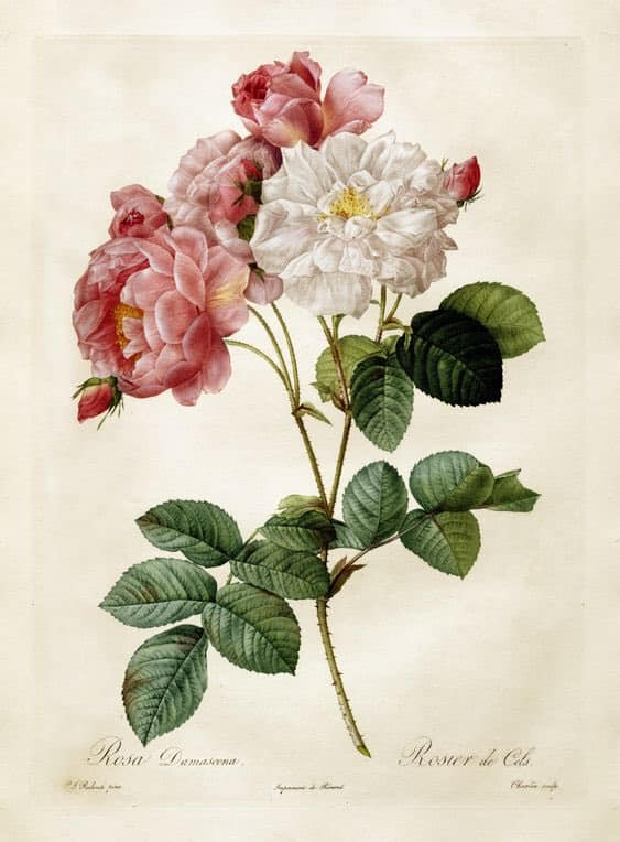 How Pierre-Joseph Redouté produced full-color books in the 1800s