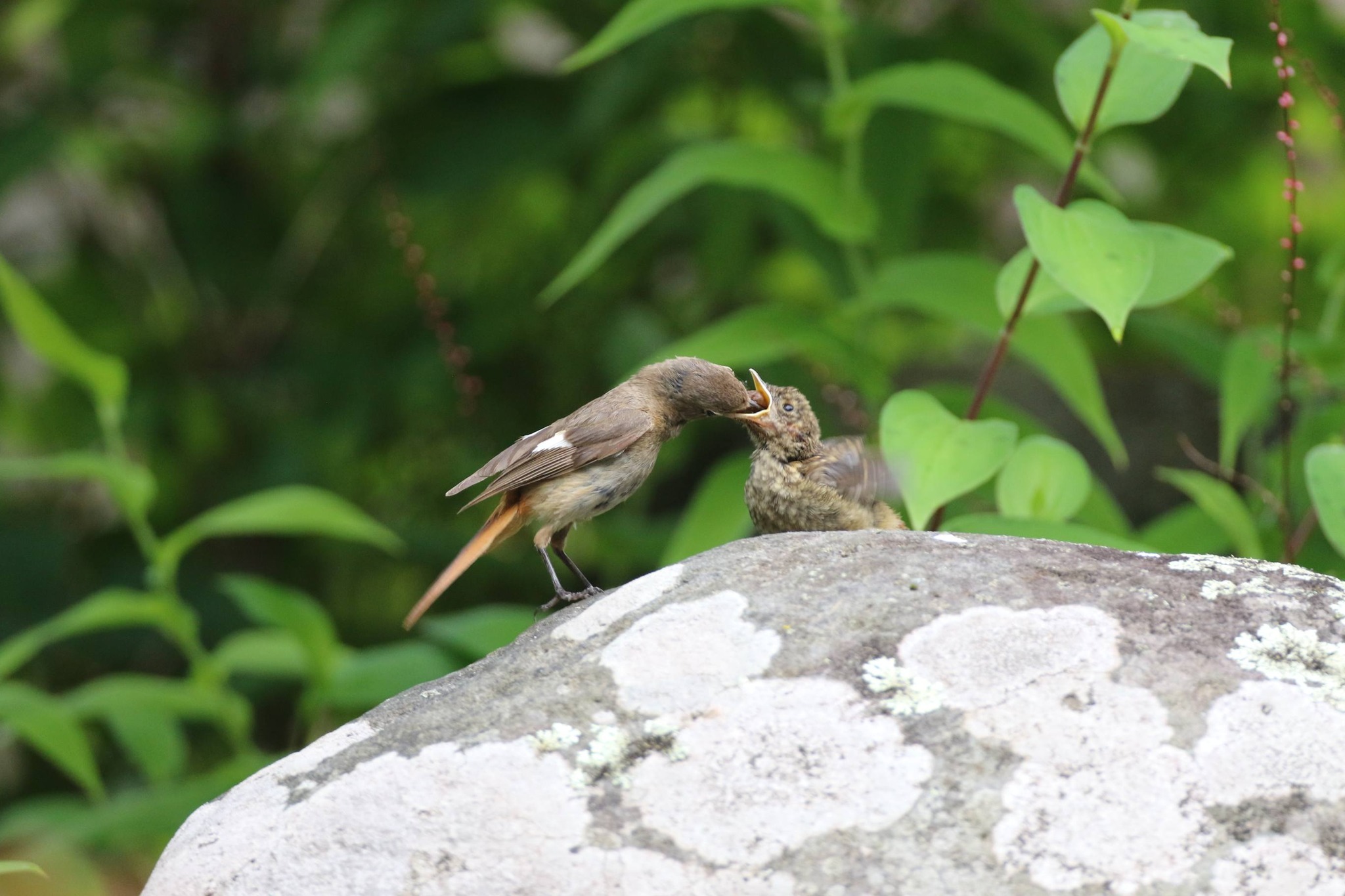 7月16日能勢地区 巣立ちしたアオバズクの幼鳥 全ての物に興味津々の