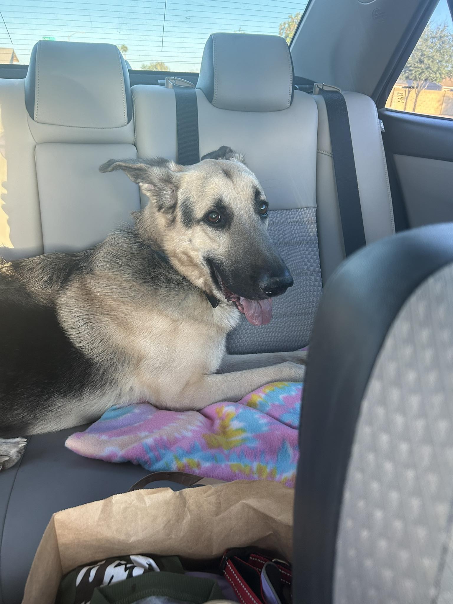 Found dog in Glendale, Arizona