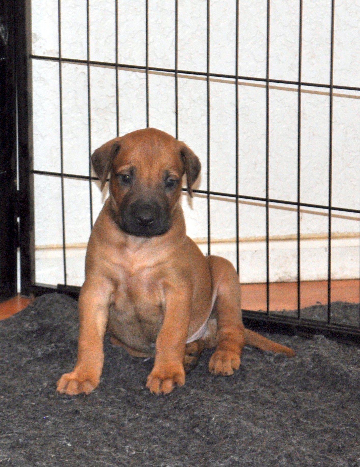 Puppies 4.5 weeks, playing in the... - Chioke Rhodesians | Facebook