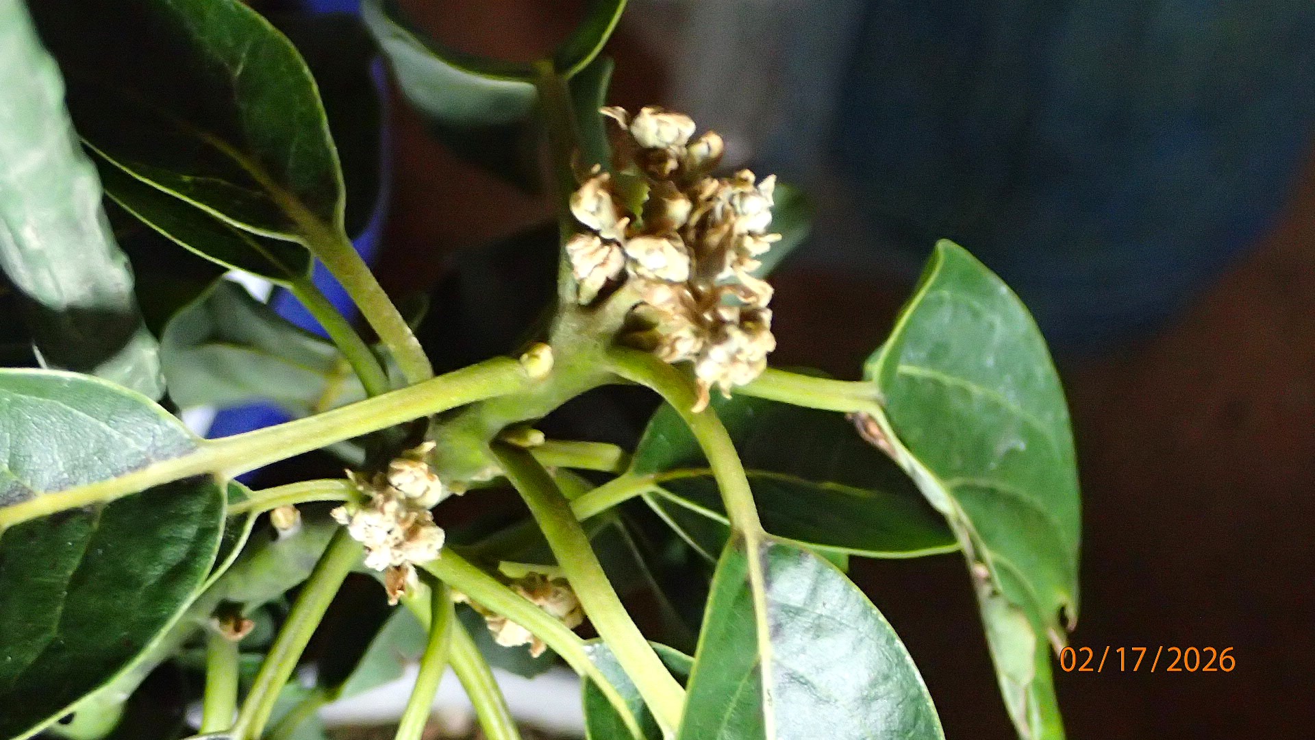 なぜ🥑アボカド🥑の花が咲かないのか？ その答えは簡単です。花芽が