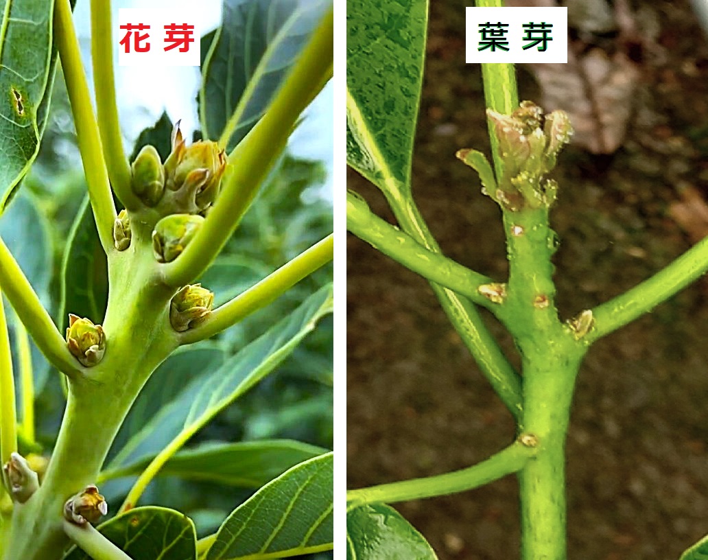 なぜ🥑アボカド🥑の花が咲かないのか？ その答えは簡単です。花芽が