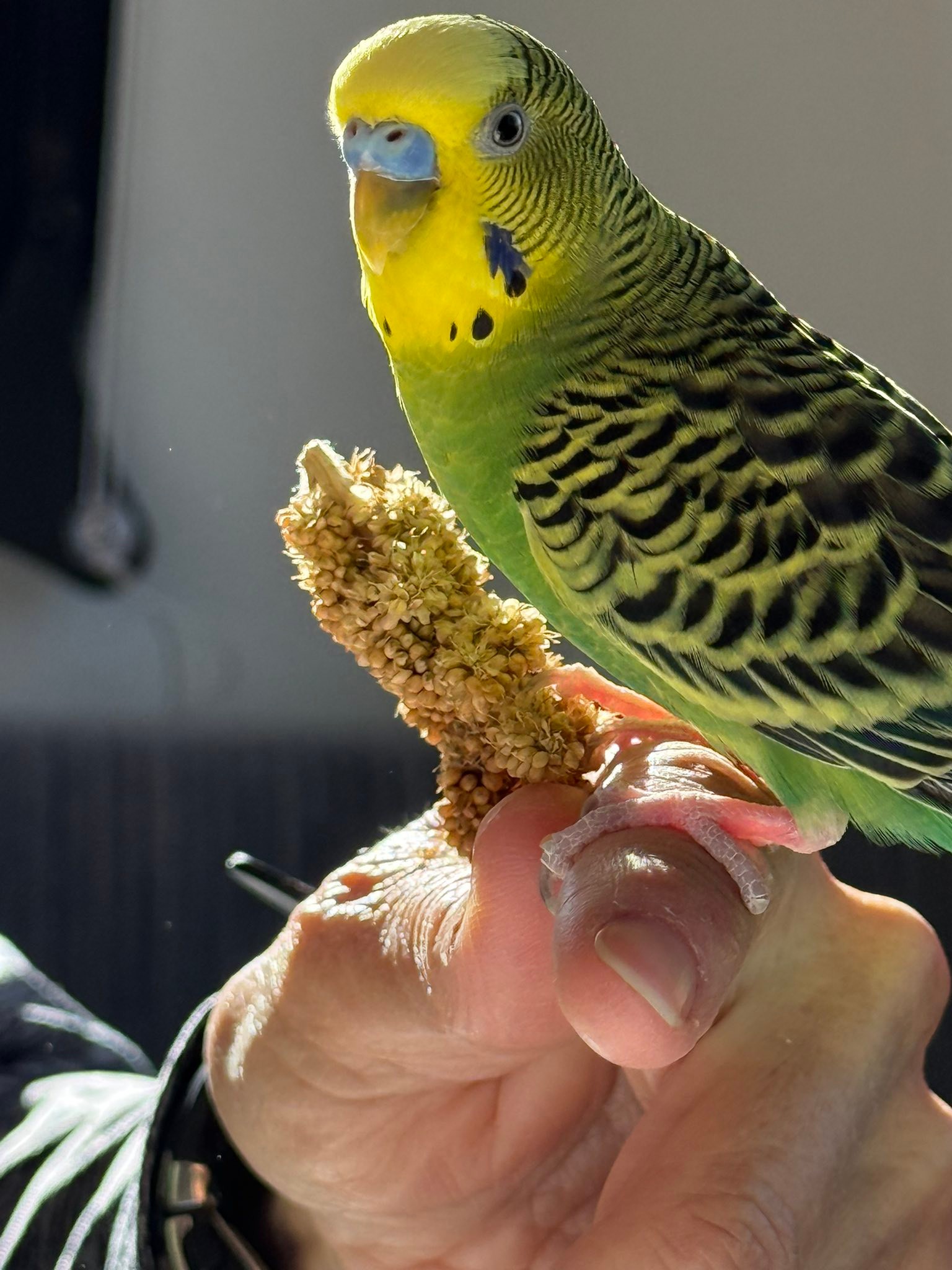 Lost bird named Pickles near Montrose/Black Canyon KOA