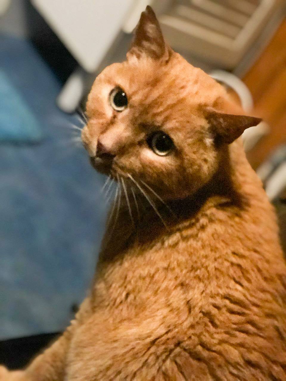Des Coeurs A Sauver Papy Chat Dossier Clos Decede Apres Mamie Chat C Est Un Papy Chat Qui A Besoin D Une Famille Rescape Tout Juste De L Euthanasie Programmee Hier