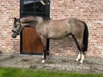 3-year-old Contagio mare with impressive scope and talent for sale