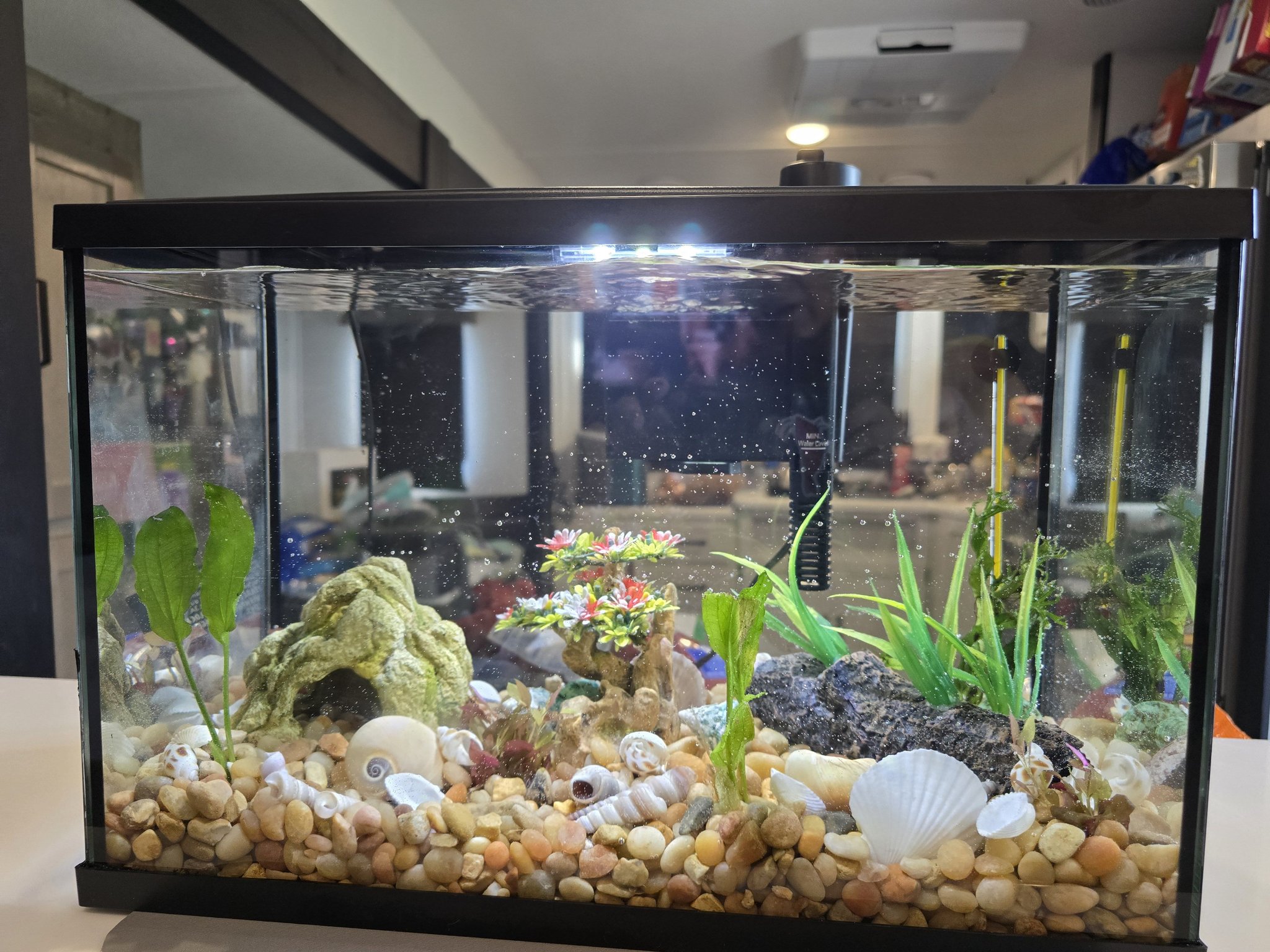 Introducing a new fish tank setup