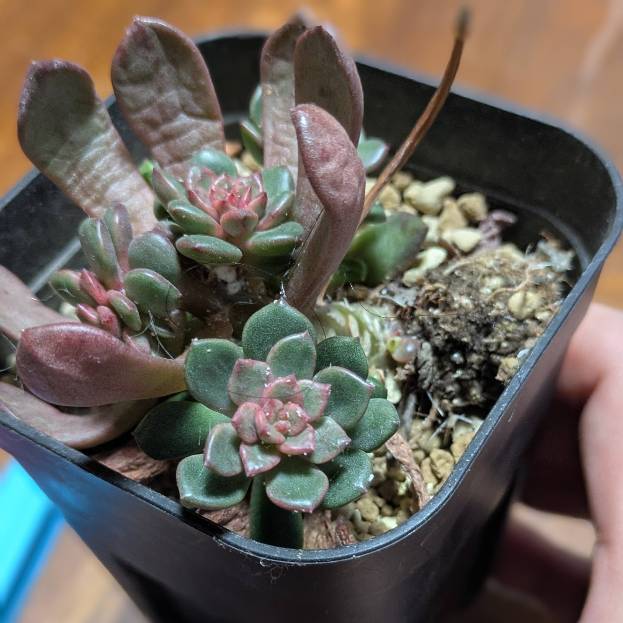 アエオニウム サラダボール綴化 Aeonium Blushing Beauty cristata と