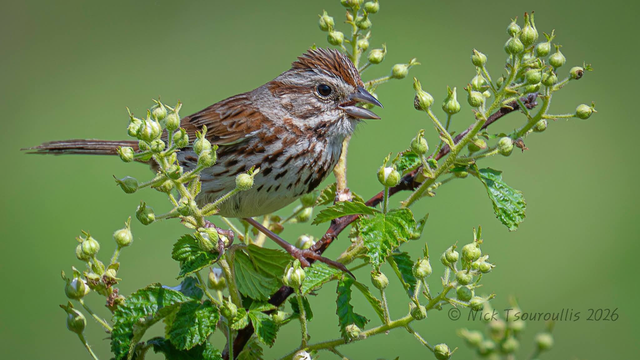 Song Sparrow. Oakland Township Michigan, USA. May 26, 2026.