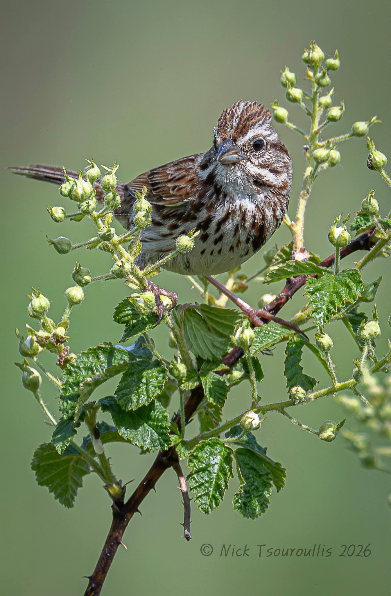 Song Sparrow. Oakland Township Michigan, USA. May 26, 2026.