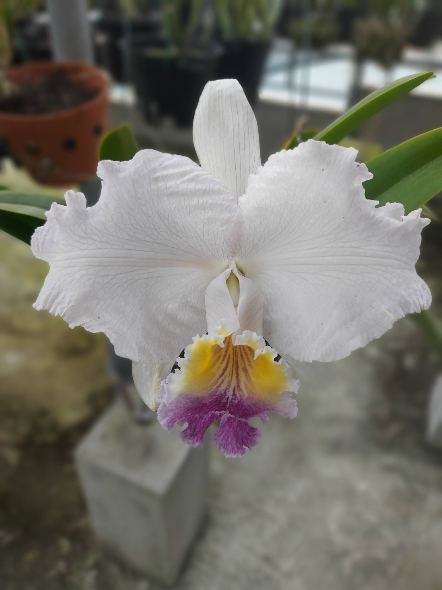 胡蝶蘭 交配種lueddemanniana.f.coerulea xsib 胡蝶蘭 交配種lueddemanniana.f.coerulea xsib